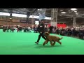 Crufts Dog Show - Briards 2016 - Judge: Darren Clarke の動画、YouTube動画。