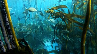 A Solo Dive In The Crystal Clear Waters Of Cape Town