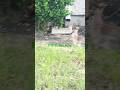 #rabbit#usa #tamil#cute#