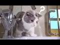 Kitten vs Water Compilation