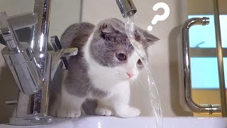 Kitten vs Water Compilation