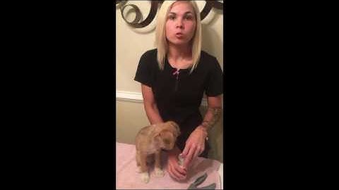 AVMA Task video complete