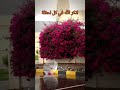 ١١ مايو ٢٠٢٦