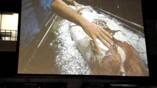 Giant Squid Dissection (Part 1 of 8)