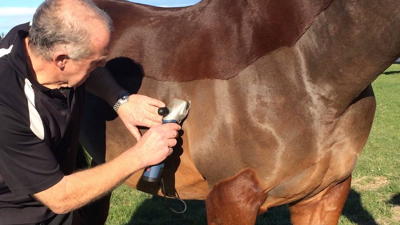 heiniger xplorer cordless cattle & horse clipper