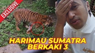 EXCLUSIVE..!! THE STORY OF THREELEGGED SUMATRAN TIGER