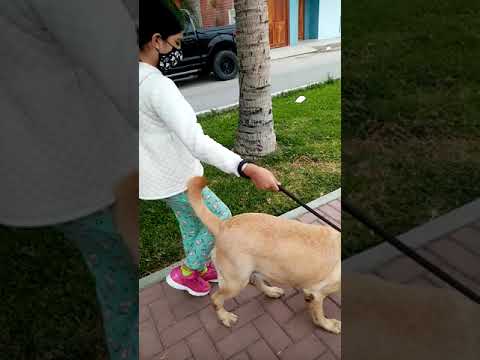 Video: Cómo Pasear A Un Labrador Retriever