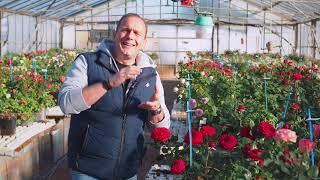 Matthias Meilland talks about the importance of creating compact new roses