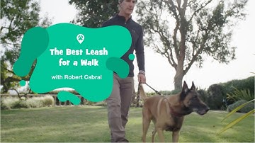 The Best Leash for a Dog Walk