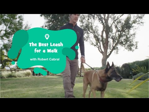 the-best-leash-for-a-dog-walk
