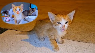 The full story of the rescued poor abandoned motherless sick tiny kitten