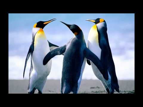 Nuvvu nuvvu karaoke