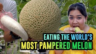 We tried the world's MOST EXPENSIVE melon in Malaysia (PART 1)