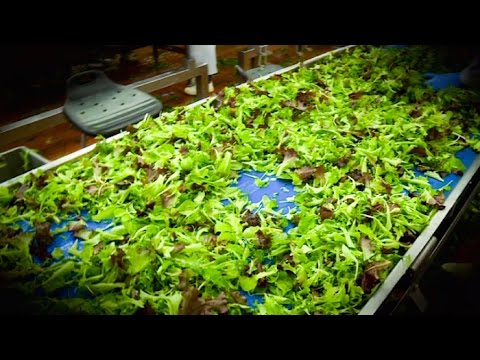 Vidéo: Culturer Mesclun : comment faire pousser un mélange de mesclun