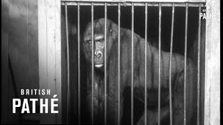 King Kong - Australia's First Gorilla (1959) - YouTube