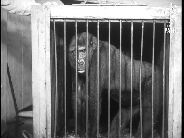 King Kong - Australia's First Gorilla (1959) - YouTube
