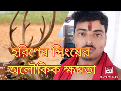 ভিডিও: রো হরিণের শিং। শিং দ্বারা একটি রৌ হরিণের বয়স কীভাবে নির্ধারণ করবেন? একটি হরিণ হরিণ কখন তার শিংগুলি ফেলে দেয়?