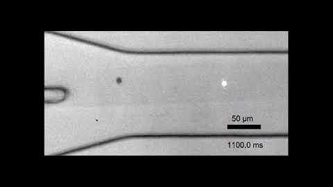 Fluorescence Activated Cell Sorting via a Focused Traveling Surface Acoustic Beam