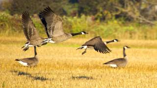 Canadian Geese Migration/ Kanadische Gänse/ Kanadyjskie gęsi migracja SOUND EFFECTS
