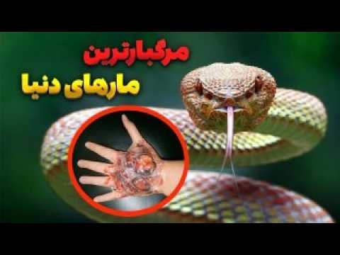 سمی ترین و مرگبار ترین مارهای جهان قاتلان خاموش طبیعت مستند حیوانات و حیات وحش 