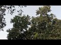 Noman Ali Village vlog 