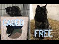 CAT RESCUE ~ Two new friends