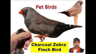 Finch Birds Charcoal Mutations Zebra Finches Episode 03 Bird Breeding