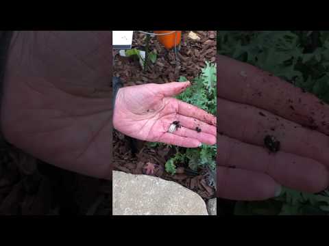 Video: Biljke i kipuća voda - Kako koristiti kipuću vodu u bašti