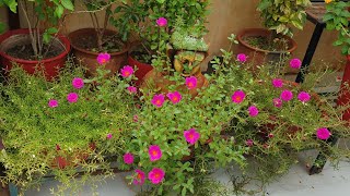 How to Grow and Care Purslane / Portulaca Oleracia || Fun Gardening