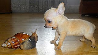 Funny animals - Funny cats and dogs - Funny animal videos 2022 🤣
