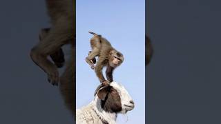 How This Circus Monkey Trains Like a Pro! 🤯🎪