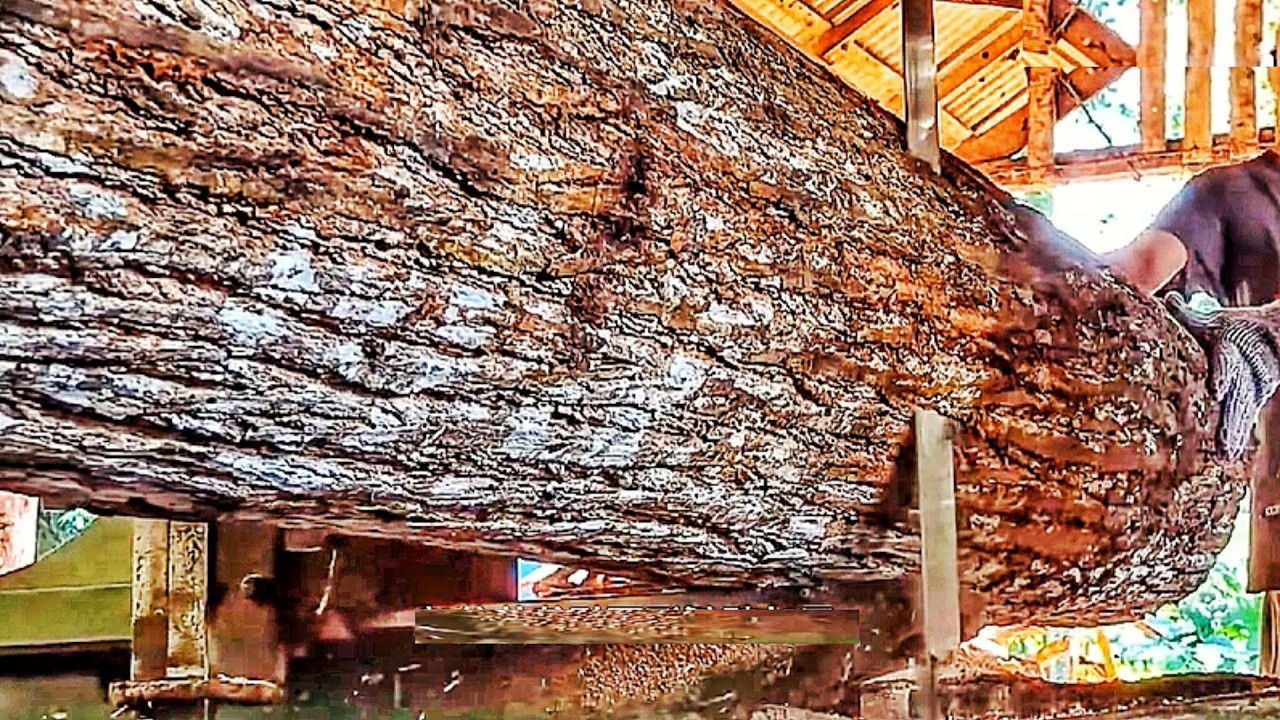 The Sawmill Process: Giant Mahogany Logs Cut into Luxury Planks 🌳 - YouTube