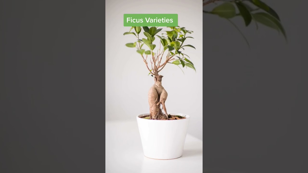 Popular Indoor Ficus Trees 