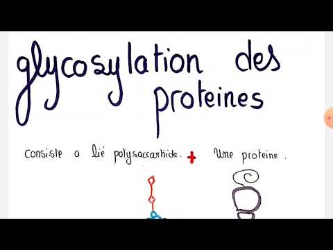 Vidéo: Différence Entre La Glycation Et La Glycosylation