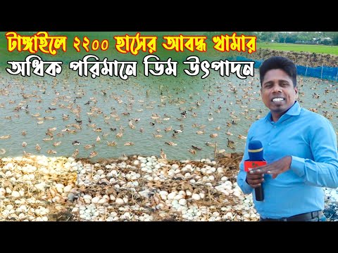 টাঙ্গাইলে ২২০০ হাসের আবদ্ধ খামার , অধিক পরিমানে ডিম উৎপাদন | Duck farming | Khamar Bangla 24.