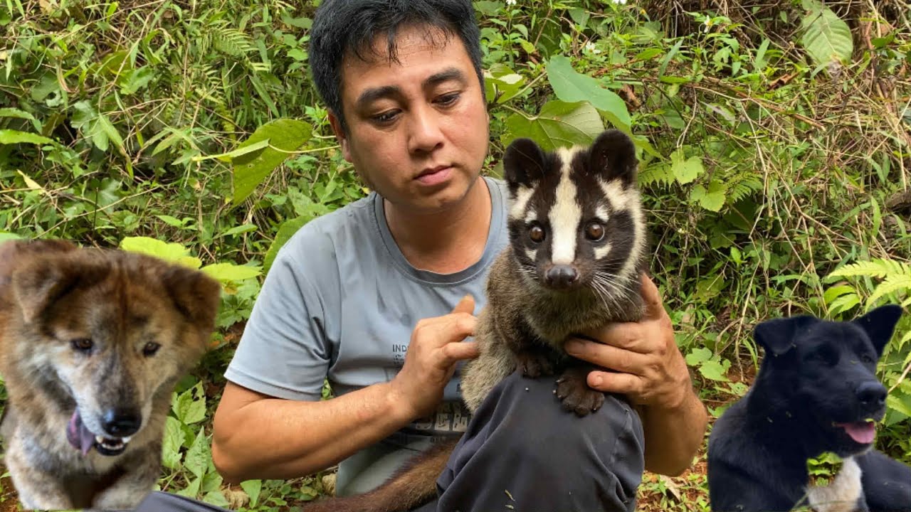 Циветта и вьетнамец нашли умную собаку у ручья в лесу.