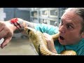 SURPRISE BIG SNAKE BITE!! CHEWED ME BAD!! OUCH!! | BRIAN BARCZYK