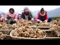 Japan ginger cultivation  ginger farming and harvesting  japan agriculture techonolgy