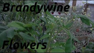 Brandywine Flowers: Lava Rock Aquaponics