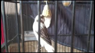 kenari paud F2 rasmi