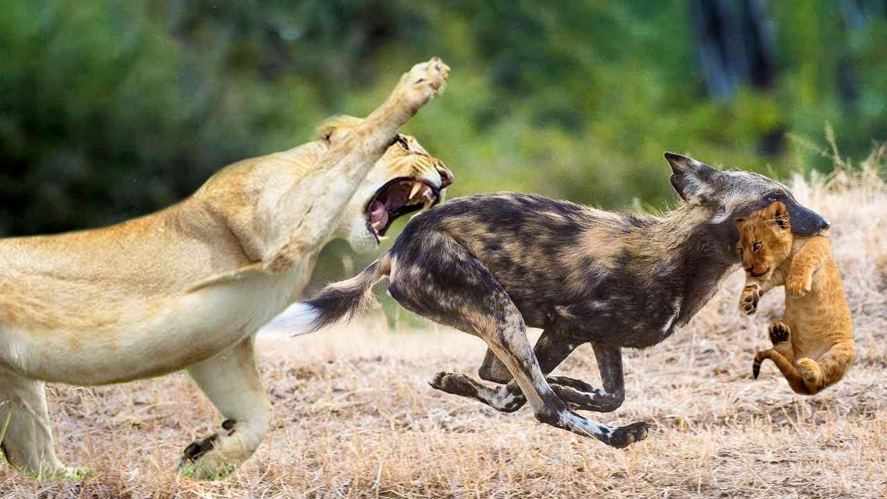 Lion Tries To Chase Wild Dog That Hunting Lion Cub YouTube