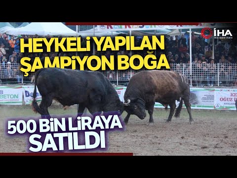 Artvin’de Şampiyon Boğa Lüks Araba Fiyatına Alıcı Buldu