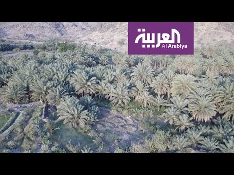 العربية جولة جوية فوق نخيل قرى وادي الفرع