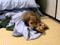 ぬいぐるみで遊ぶモカ【ミニチュアダックス・モカの記録】Miniature Dachshund