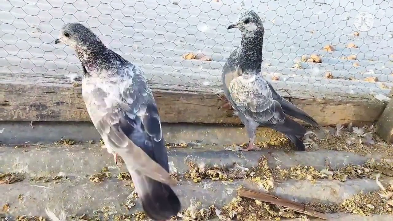 Healthy Dab Chicks❣️