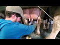 Calostro de vacas ,la Primera de la Vaca,Limpieza de máquinas de Ordeña 2020, Máquinas de Ordeñar.
