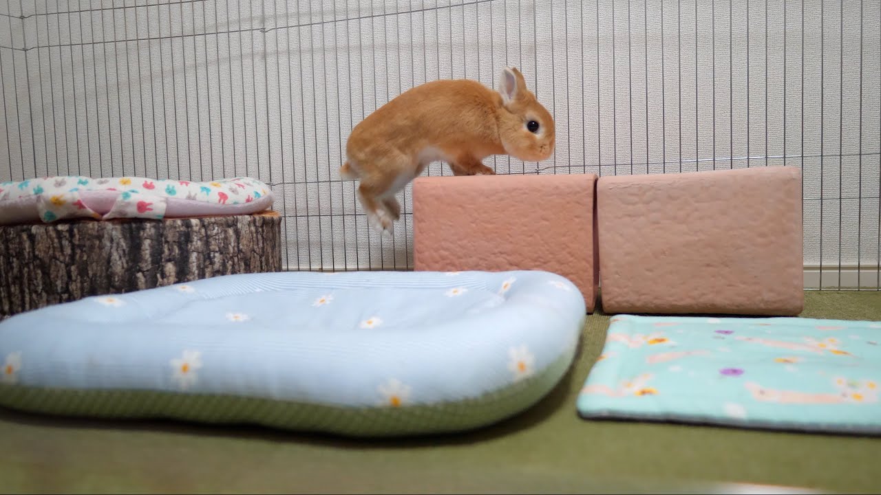 うさぎを観察してみました【No.44】 - YouTube