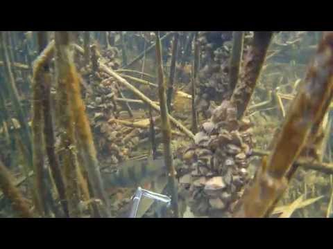 Видео: Подводная охота Северский Донец 23.02_1