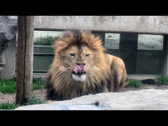 肉食だけど草が食べたい日もあるライオン🦁 2月26日 東武動物公園