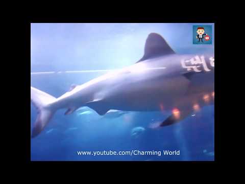 Big Shark Dubai Aquarium and Underwater Zoo